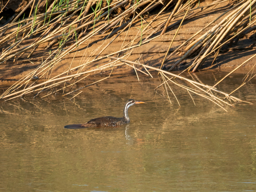 iNaturalist: (c) nkomolova, some rights reserved (CC BY-NC) iNaturalist image