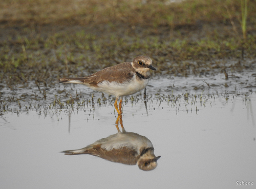 Little Ringed Plover