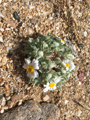 Eriophyllum wallacei rubellum
