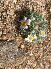 Eriophyllum wallacei rubellum