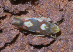 Erythroneura elegans