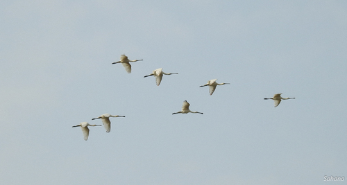 Eurasian Spoonbill