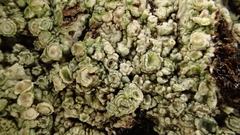 Pertusaria subambigens