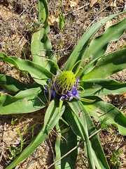 Scilla peruviana