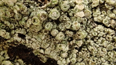 Pertusaria subambigens