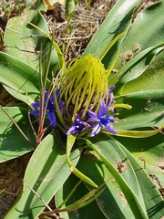 Scilla peruviana