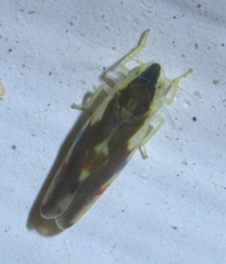 Erythroneura aclys