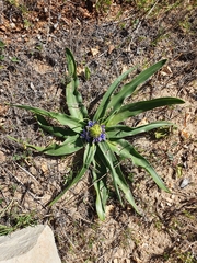 Scilla peruviana
