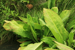 Lysichiton camtschatcensis