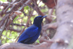Myophonus horsfieldii