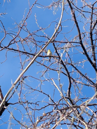 iNaturalist observation 2026-04-01