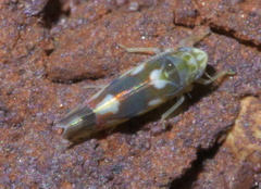 Erythroneura elegans