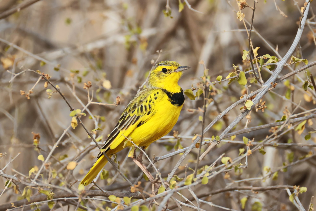 Golden Pipits