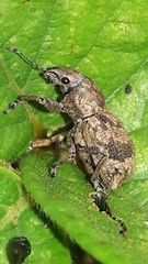 Pantomorus postfasciatus