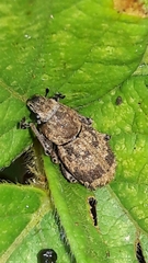 Pantomorus postfasciatus