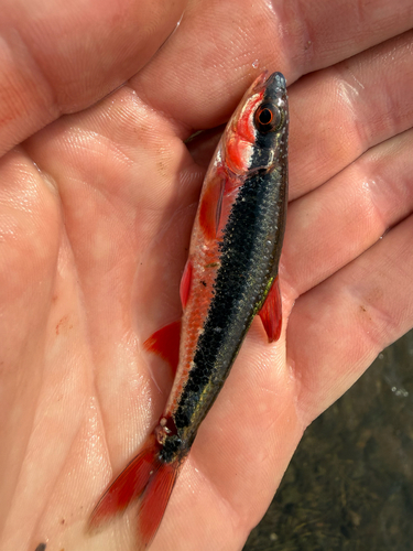 Luxilus cardinalis