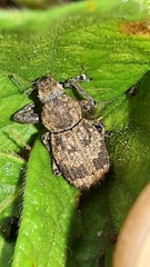 Pantomorus postfasciatus