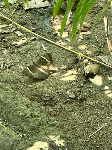 Common Baron