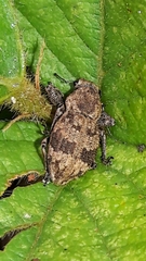 Pantomorus postfasciatus