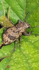 Pantomorus postfasciatus