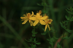 Hypericum erectum