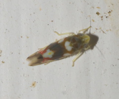 Erythroneura elegans