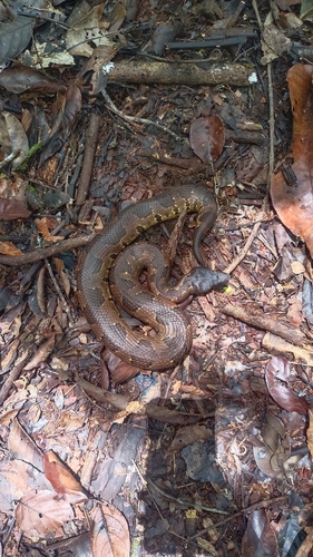 Candoia aspera observed 2026-02-18