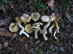 Cantharellus ferruginascens