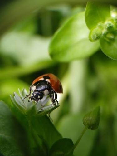 Seven-spotted Lady Beetle