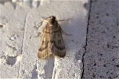 Loxostegopsis polle