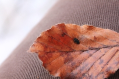 Endomychus coccineus