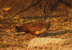 Galloperdix lunulata