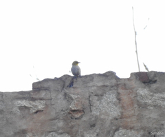 Pycnonotus xantholaemus