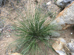 Hilaria rigida