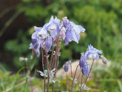 Aquilegia flabellata pumila