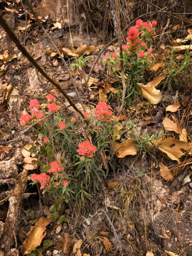 Castilleja nervata