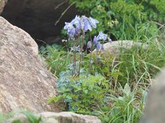 Aquilegia flabellata pumila
