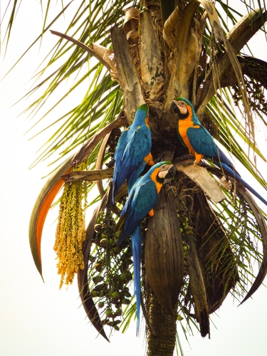 Blue-and-yellow Macaw