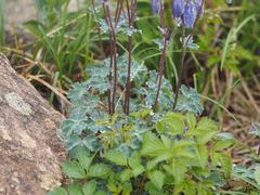 Aquilegia flabellata pumila
