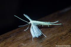 Pterophorus
