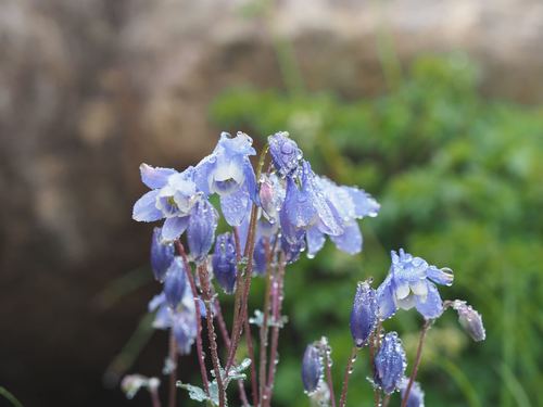 Aquilegia flabellata, photograph 6