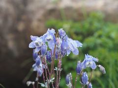 Aquilegia flabellata pumila