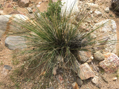 Hilaria rigida