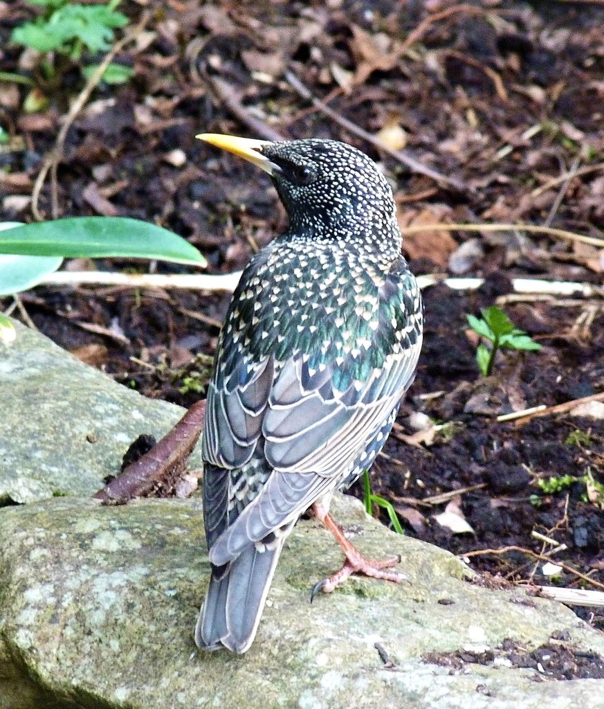 European Starling (Birds of Great Basin National Park) · iNaturalist