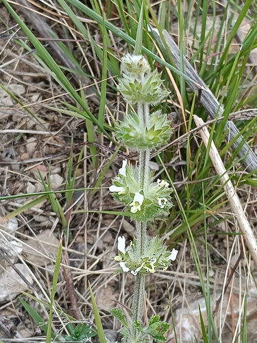 Hairy Ironwort (Sideritis hirsuta)
