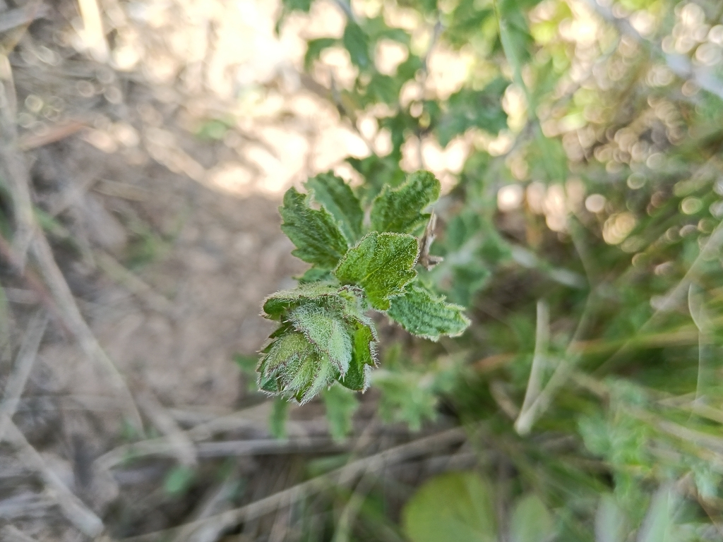 Sideritis hirsuta; photograph (c) Teo Albert, some rights reserved (CC BY)
