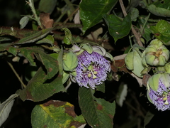 Passiflora ligularis