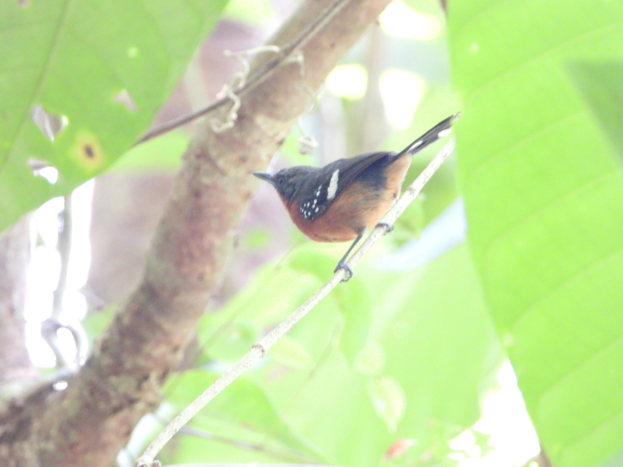 Dot-winged Antwren (Microrhopias quixensis), photo 7