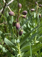 Fritillaria persica
