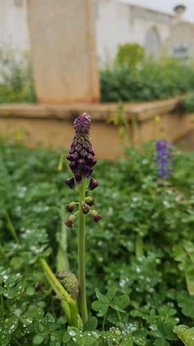 Tassel Hyacinth